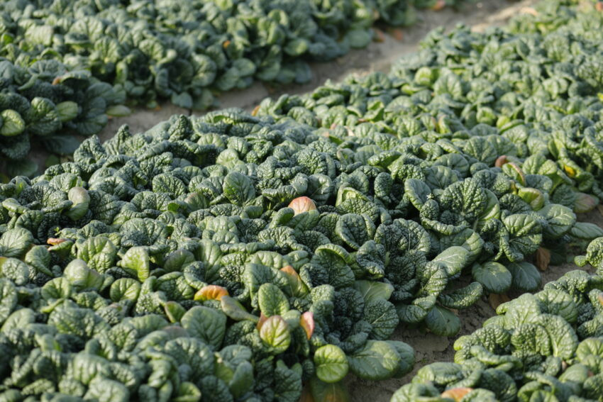 肉厚で甘味のある冬の野菜「ちぢみゆきな」