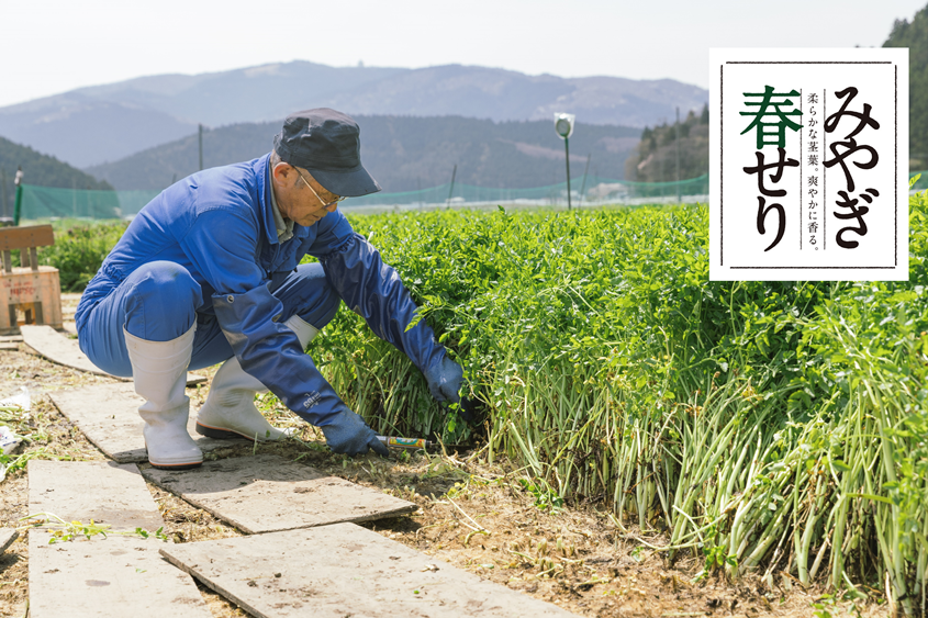 春を感じる爽やかな香りと柔らかな茎と葉「春せり」