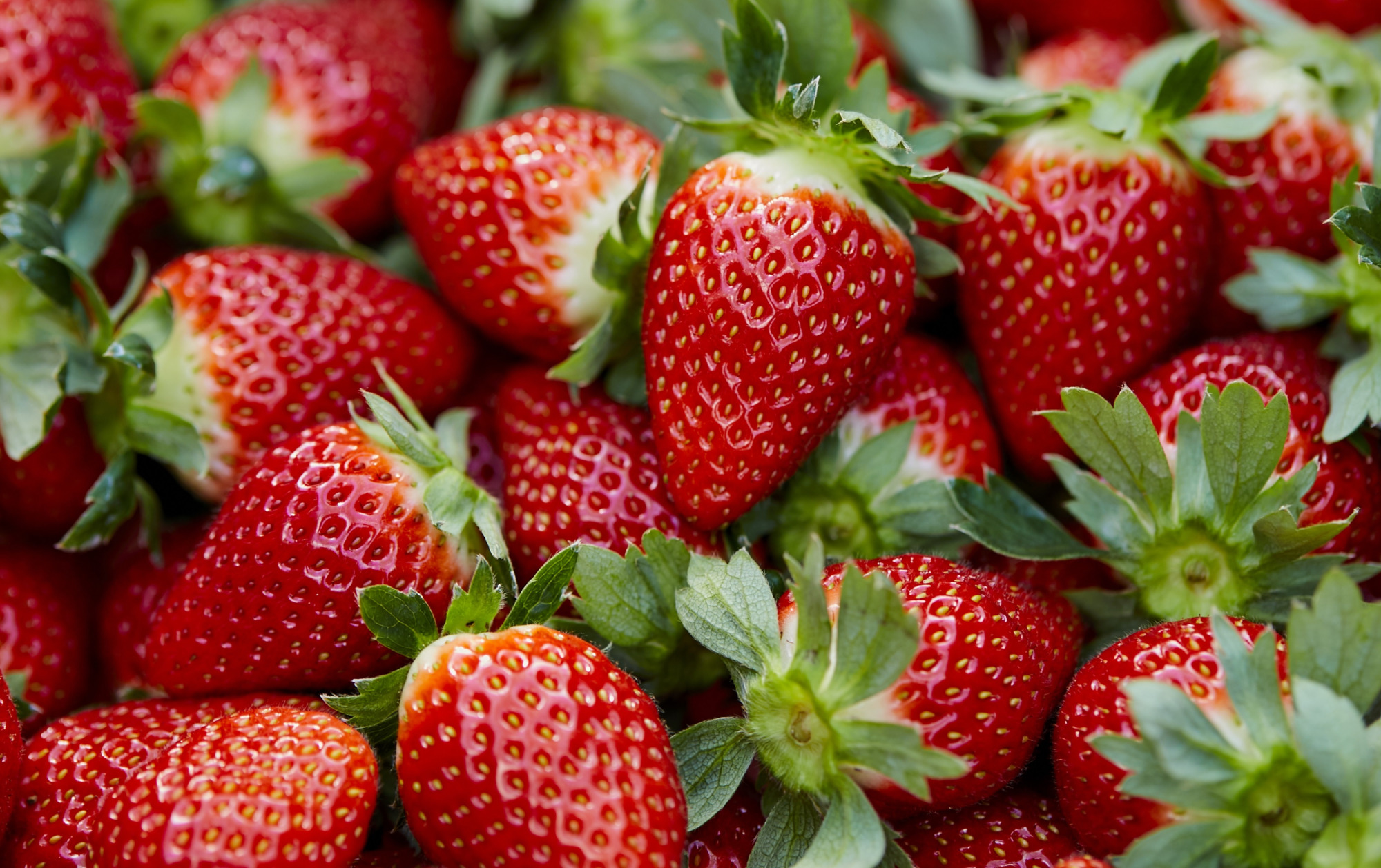 「もういっこ」が止まらない！甘くておいしい宮城の「いちご」