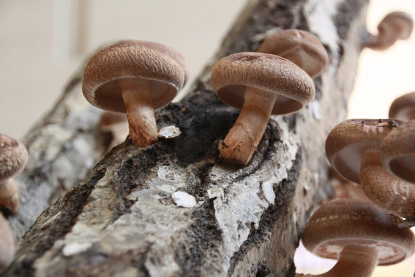 宮城県の豊かな自然が育む山の幸「しいたけ」｜特集｜【公式】食材王国