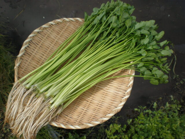 根っこまでおいしい宮城の在来野菜「せり」