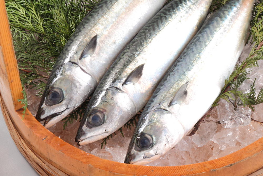 【ブランド鯖】「金華さば」の旬はいつ？一番美味しい時期と選…