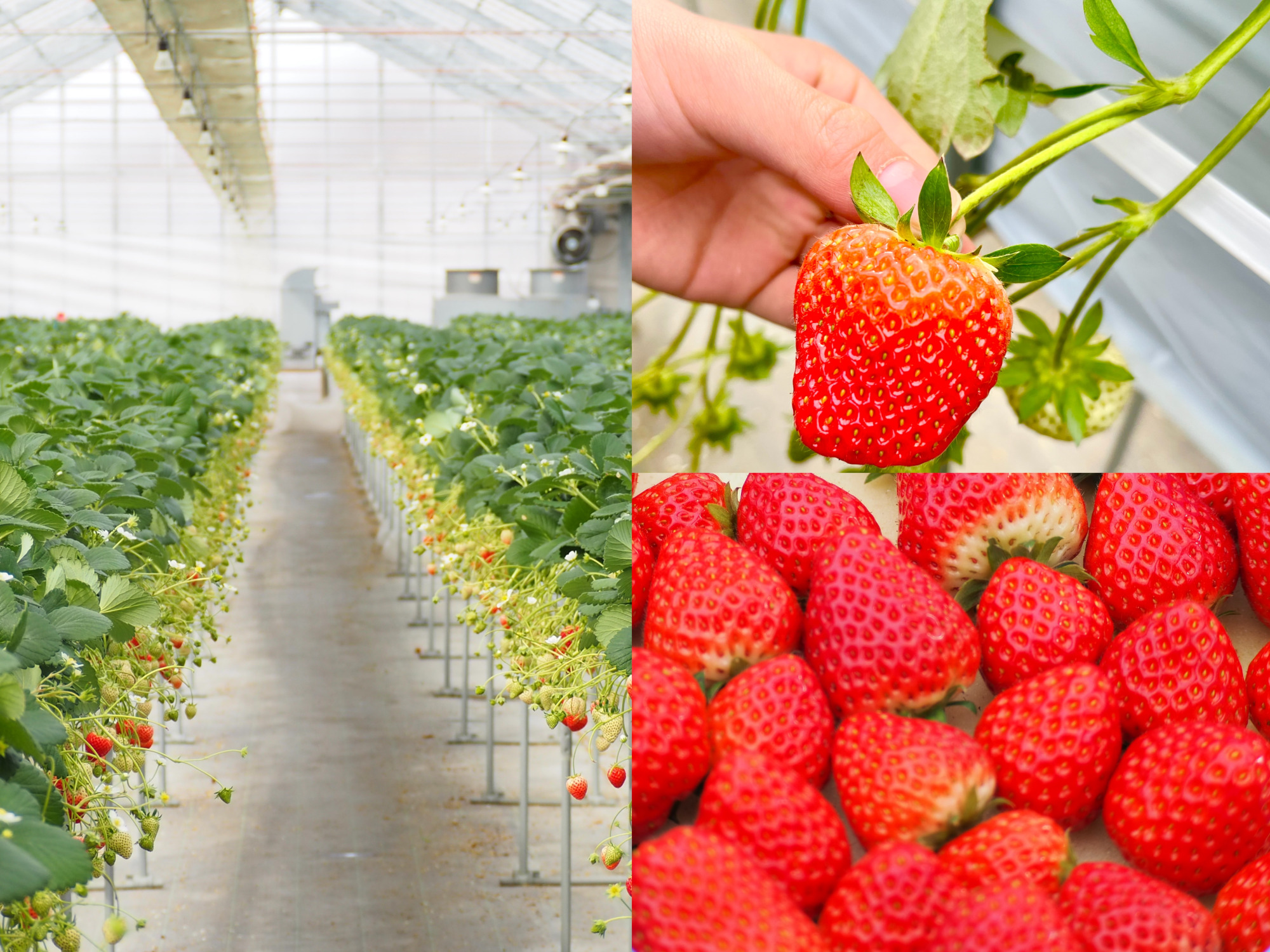 宮城で楽しむいちご狩り!イグナルファームで体験レポート&お土産紹介