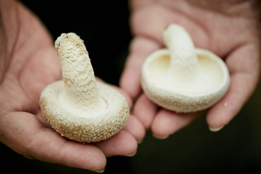 宮城県の豊かな自然が育む山の幸「しいたけ」｜特集｜【公式】食材王国