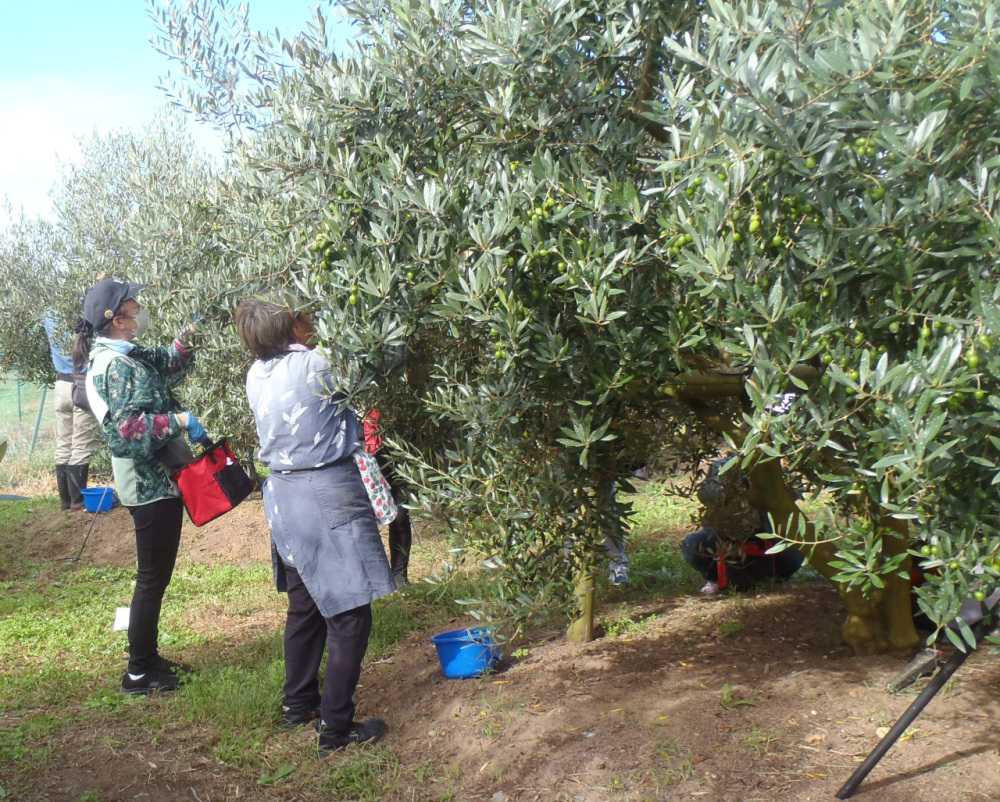 東北でオリーブ!? 石巻の震災復興のシンボル