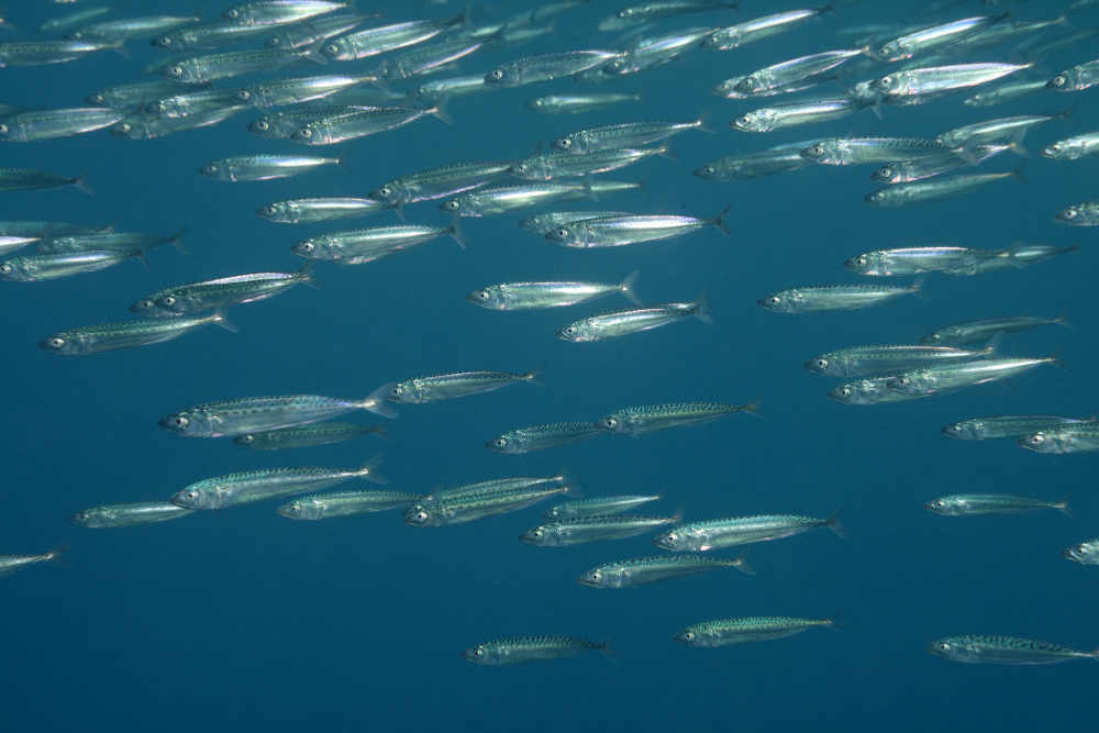 回遊しないサバ？