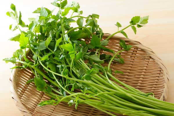 せりってどんな野菜?