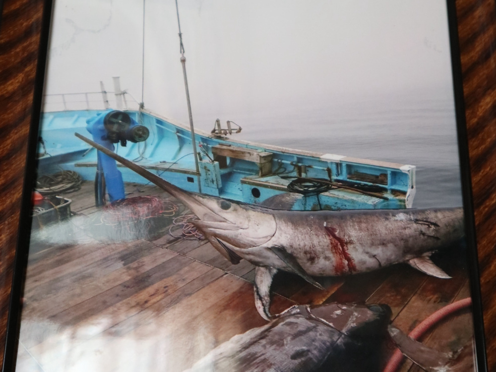 メカジキは、上顎の「吻（ふん）」を振り回してエサを仕留める“海のハンター”