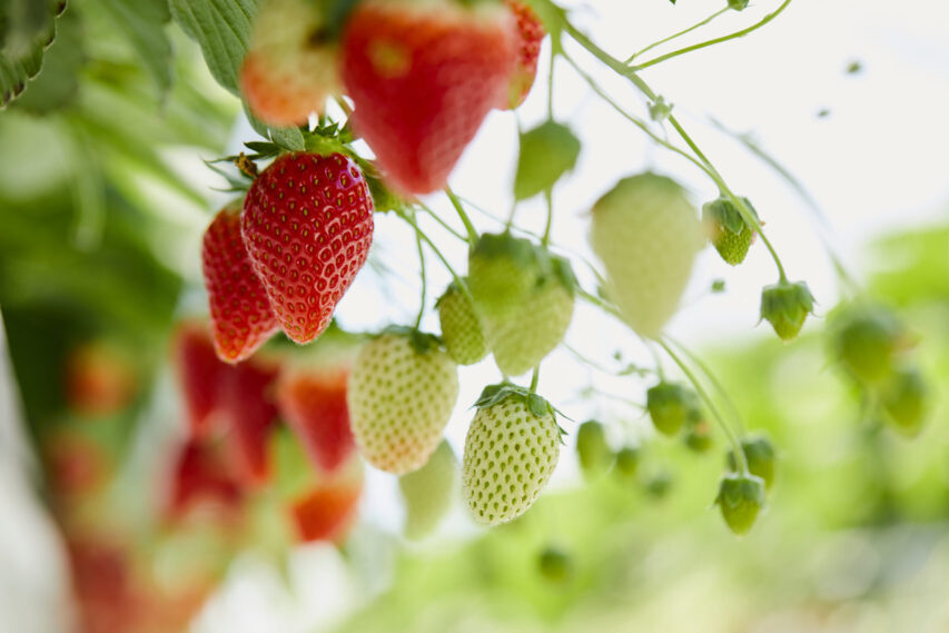 震災からの再生「いちご団地」