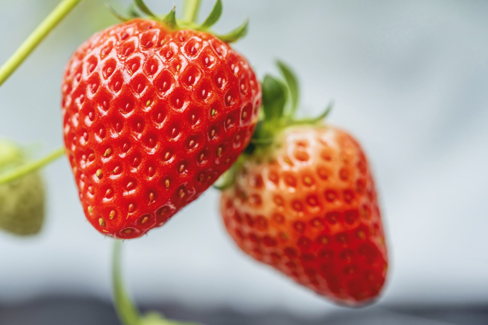 おいしいいちごの選び方、保存方法
