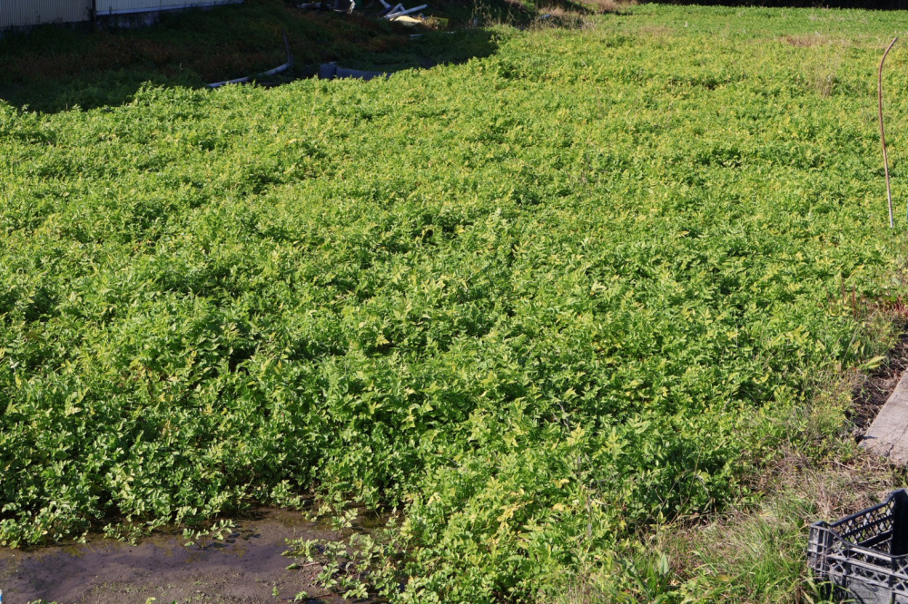 一面に広がるせり田んぼの様子。地上から見えるのは葉の部分のみ。茎と根は水中で育ちます。