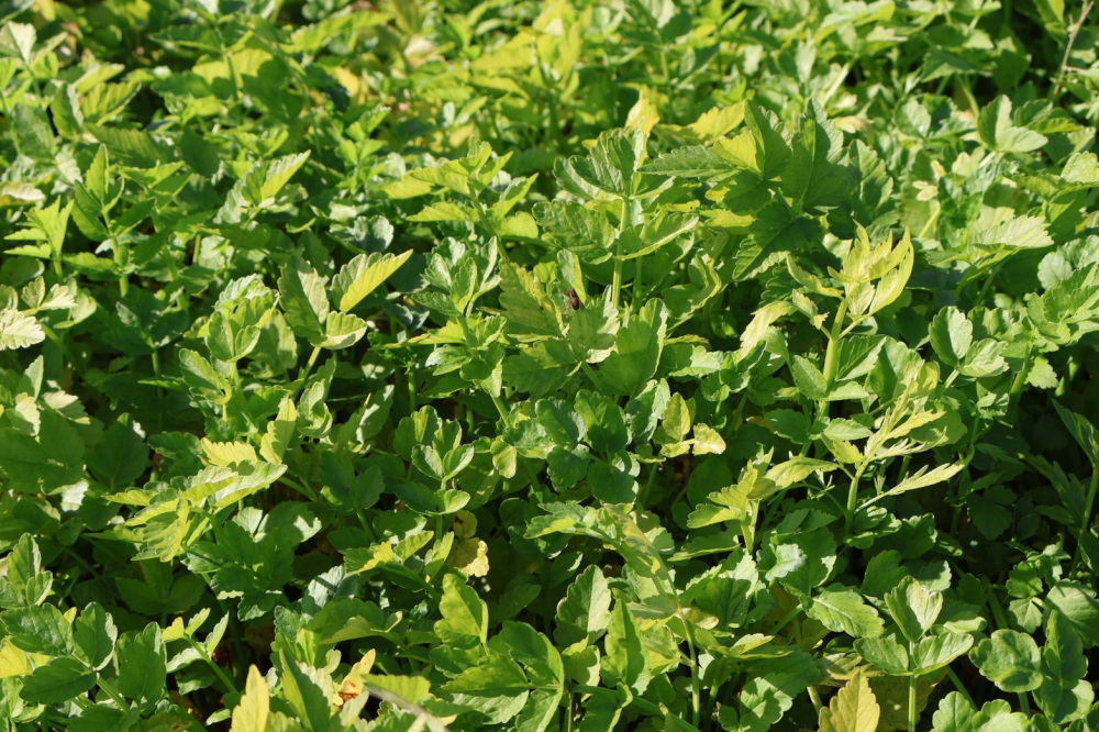 間近で見ると、鮮やかな緑色とピンとした葉が特徴的。せりの良い香りが漂います。