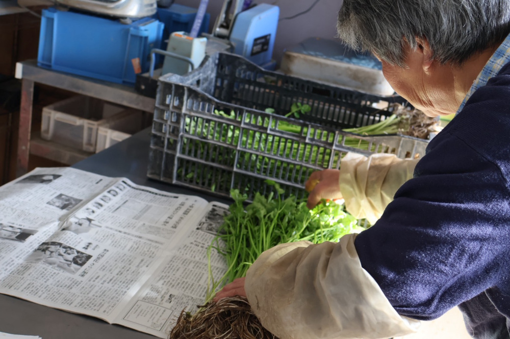 収穫・洗浄後のせりは、1本1本丁寧な手作業で選別されています。