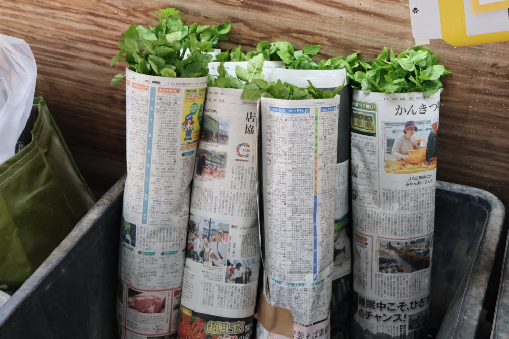 選別後、乾燥しないように包装されたせりの様子。この後飲食店へと出荷されます。