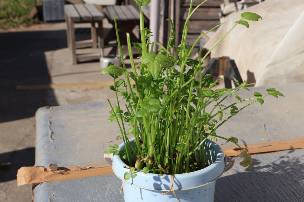 根っこで“リボベジ”！せりを2度楽しむ裏ワザ