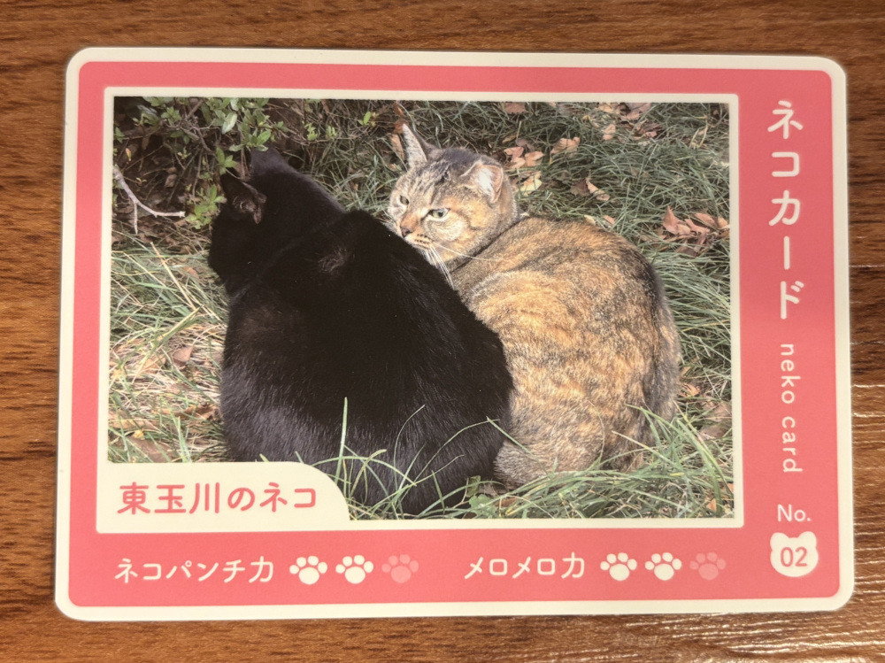 箱を開けたらサプライズ！癒やしの「ネコカード」