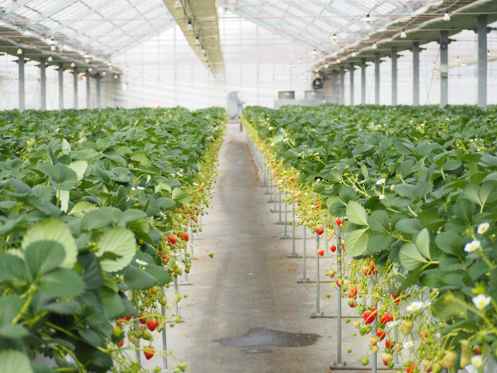 広ーいハウスの中にはたくさんのいちごが。ハウスの中は甘酸っぱい香りが広がっています。