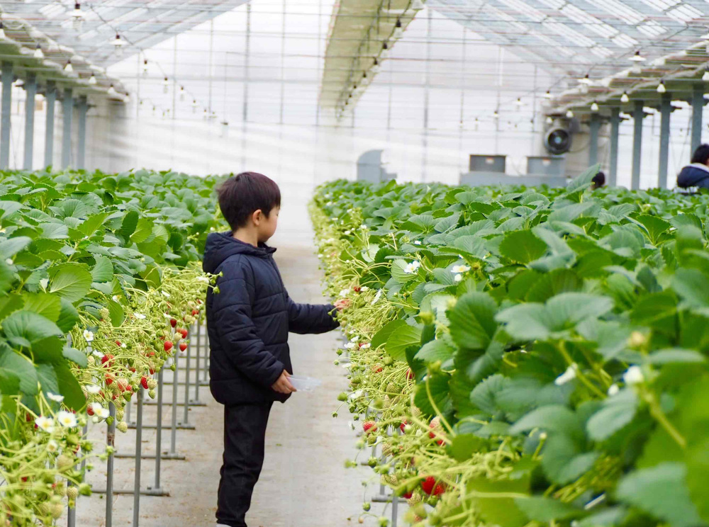 子どもが摘み取りやすい高さ。通路は広々!車いすの方やベビーカーでの入園もOK。
