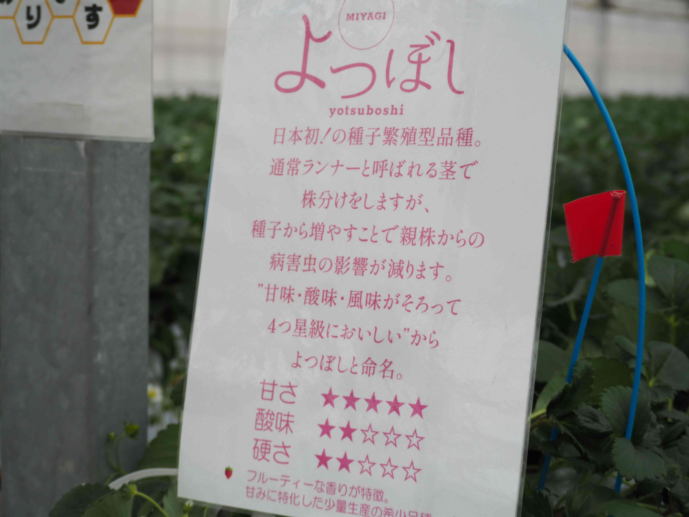 いちごの説明が書いてあります。甘さや酸味の違いを確かめながら食べてみます。