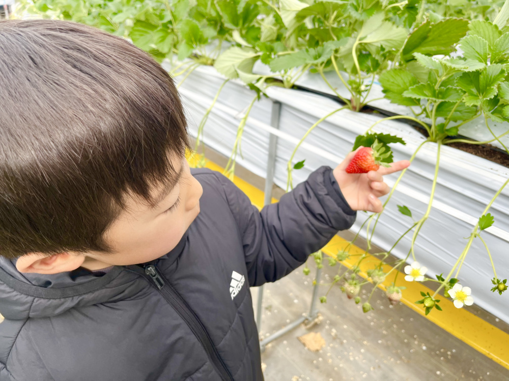 おいしそうないちごを発見!「すっごい甘い!」とご満悦。果汁がじゅわ~っとあふれてたまりません。