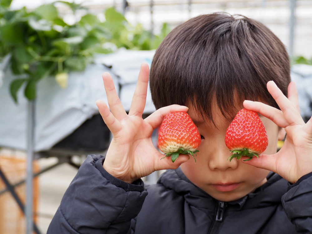 こんなに立派ないちごも!大きくて真っ赤ないちごを見つけるとうれしいね!