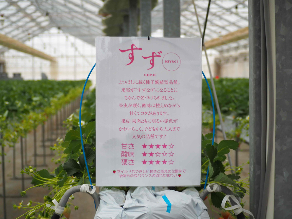 ″すずなり″のように、株いっぱいに実が連なるため見た目も華やかないちごです。