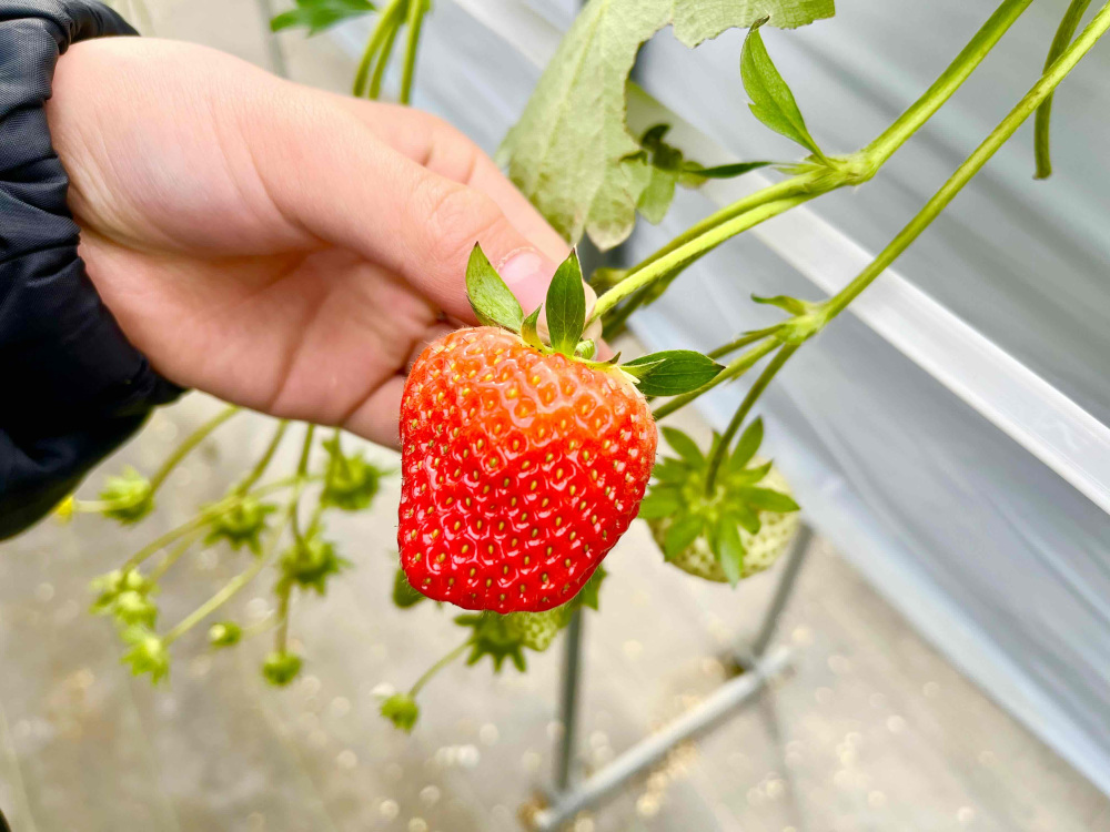 張りのあるしっかりとした果肉。