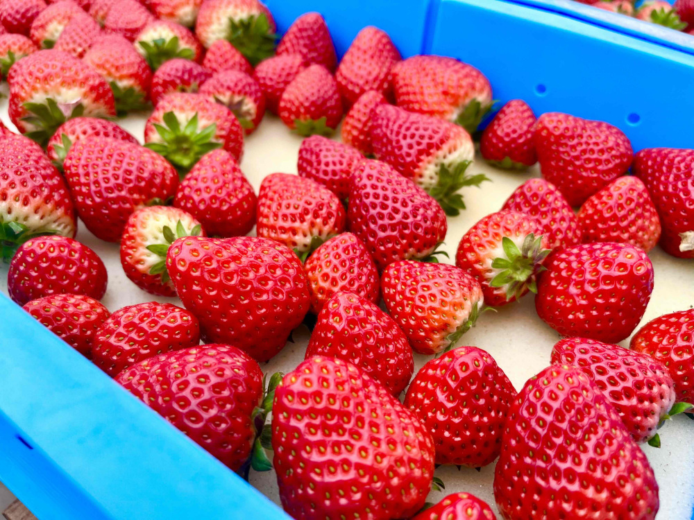 これぞいちご!と言わんばかりの綺麗な円錐形です。