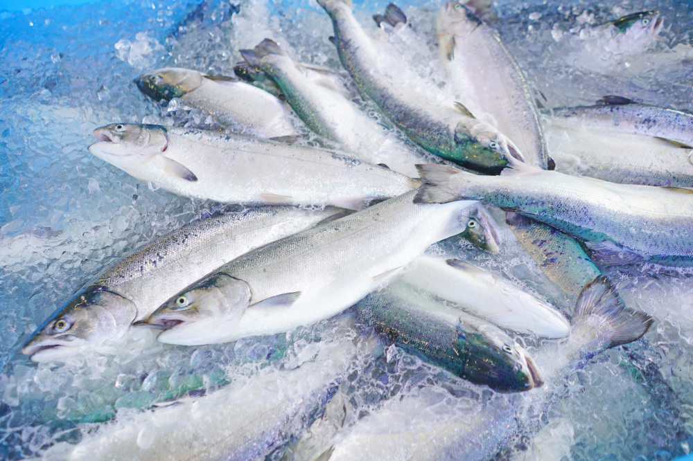 水揚げされたばかりのギンザケ。鮮度の良さが伝わってくる（写真提供：南三陸町）