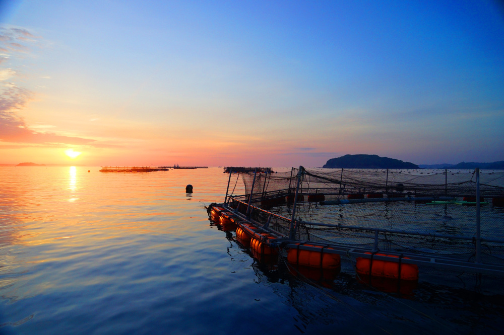 宮城のギンザケはこの美しく豊かな海で育つ（写真提供：南三陸町）