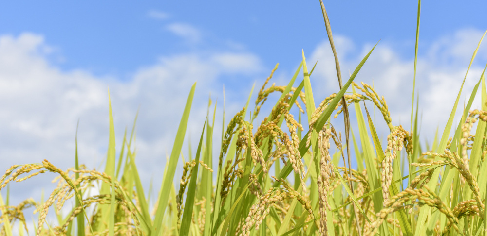 【コラム】米どころ宮城県の新米を食べよう！