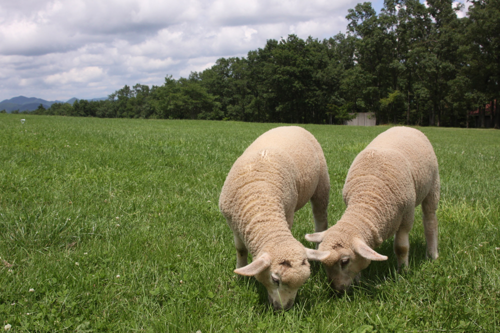 使わない部分は飼料に