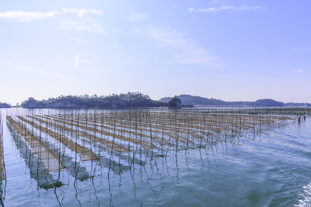 海苔は昔、「運草（うんぐさ）」と呼ばれていた？
