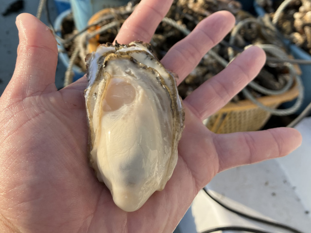 かねもとの牡蠣商品は気取らず贅沢