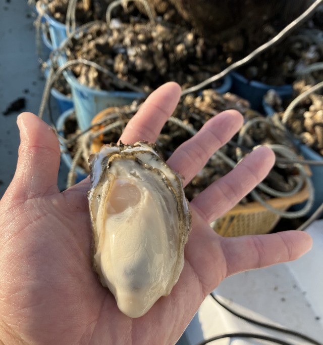 かねもとの牡蠣商品は気取らず贅沢