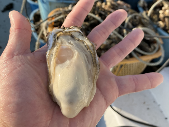 かねもとの牡蠣商品は気取らず贅沢