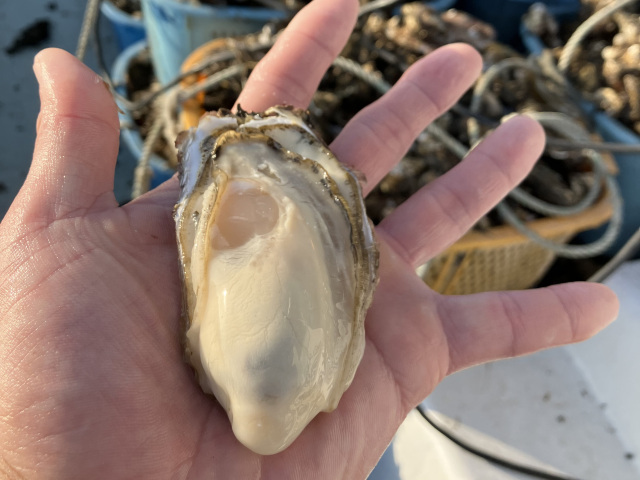 かねもとの牡蠣商品は気取らず贅沢