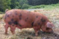 熟成美豚（じゅくせいびとん）