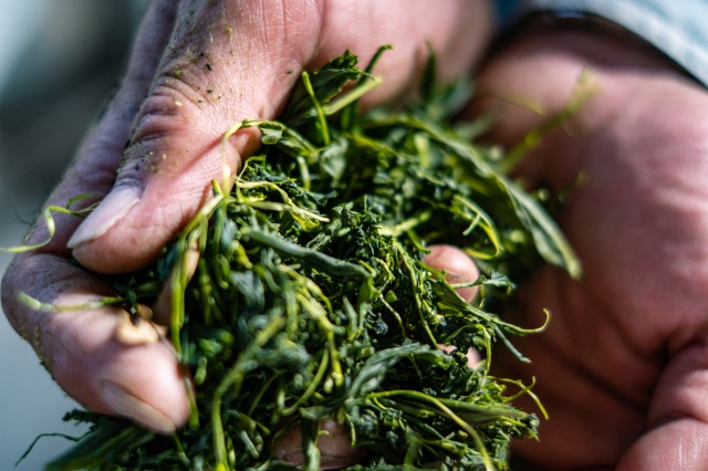 石巻産桃生茶使用　石巻産桃生茶リーフティーカップ緑茶