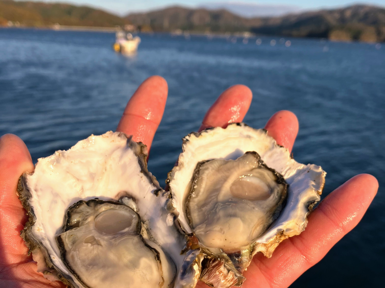 私たちの牡蠣は万石浦の恵みです