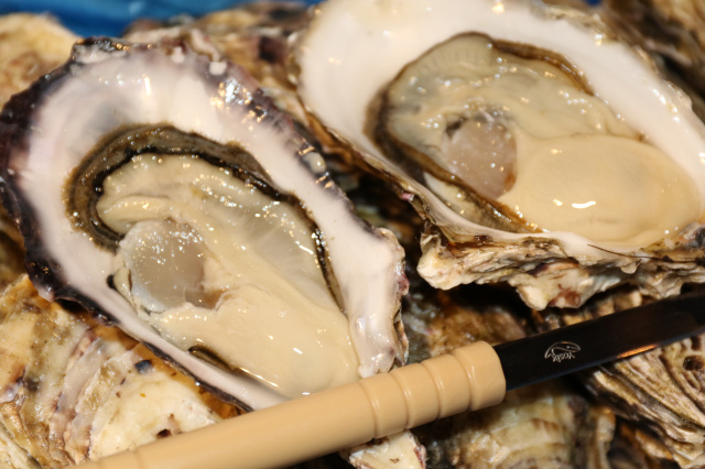 牡蠣-1グランプリ2026出場! 極上食べ比べセット【三陸ジオイスター】&【OMAKI】