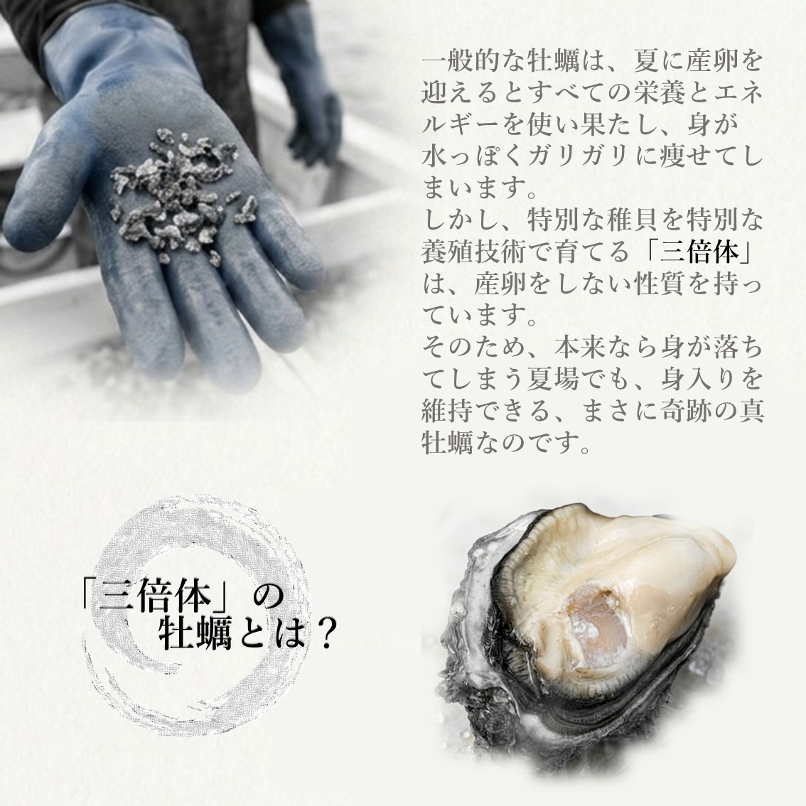 三倍体