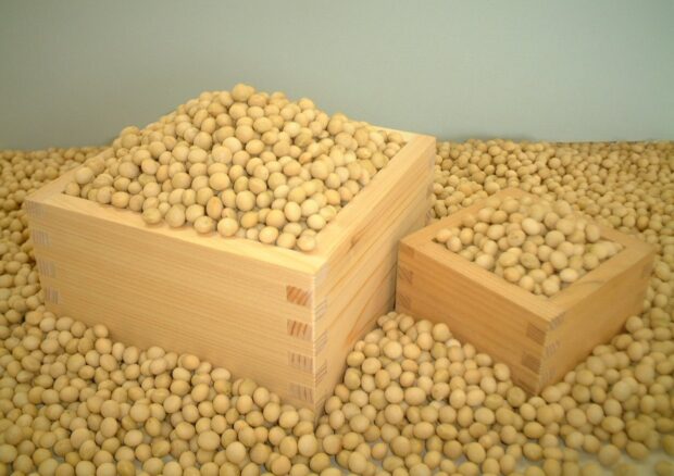 大粒で甘みのある大豆の優良品種「ミヤギシロメ」