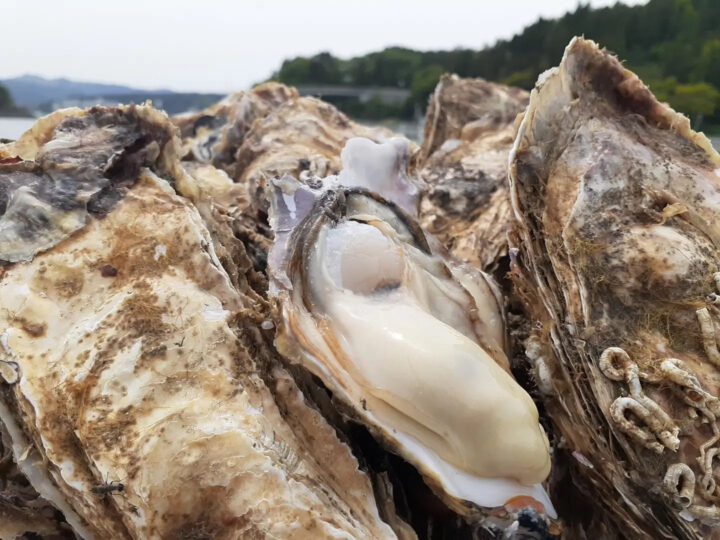 東北有数牡蠣の名産地　南三陸志津川産　漁師直送　生食可　真牡蠣3kg